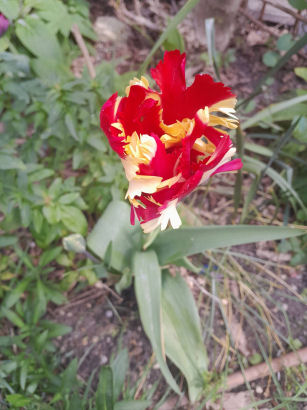 flowers